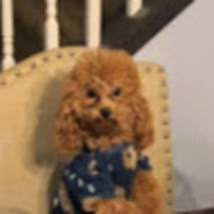 Meet your Posher, Evangeline